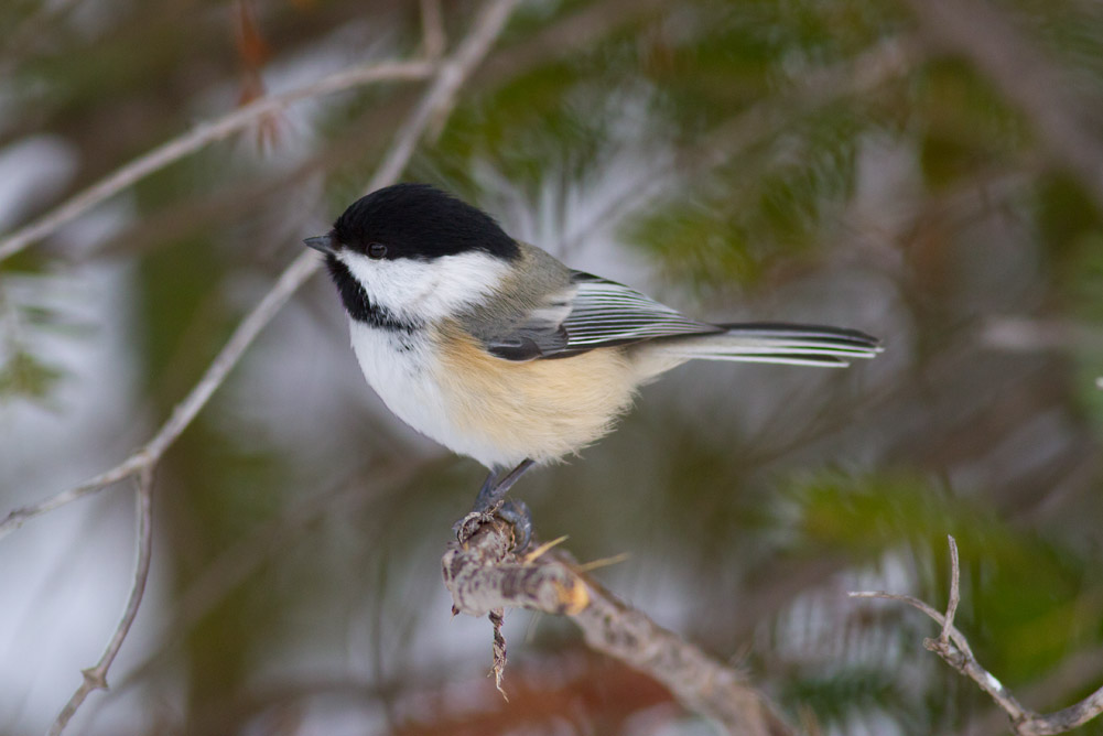 Black-capped Chickadee