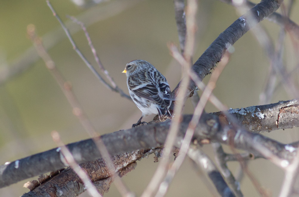 Hoary Redpoll