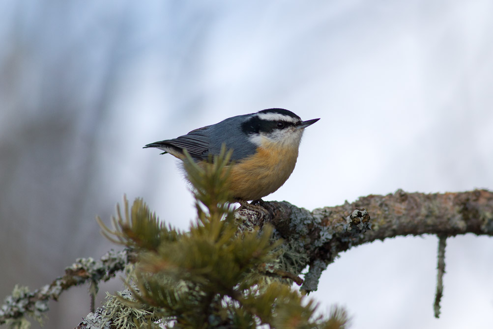 Red-breasted Nuthatch.