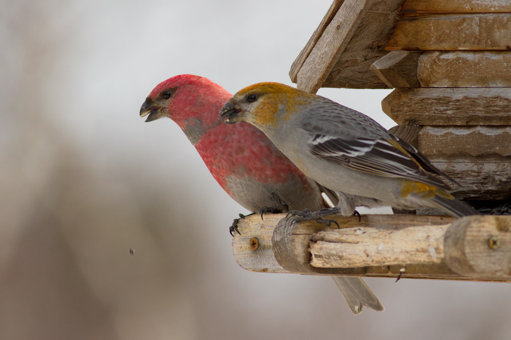 Pine Grosbeaks