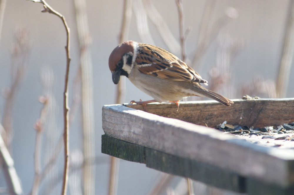 Eurasian Tree Sparrow