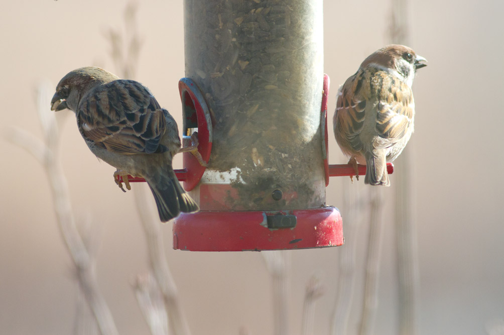 House & Eurasian Tree Sparrows