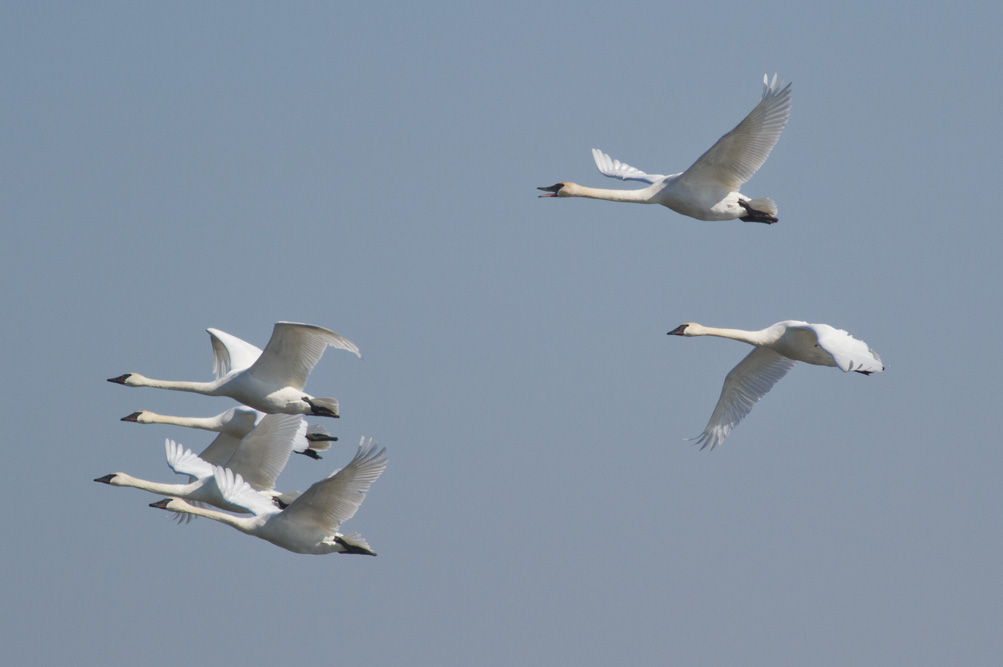 Trumpeter Swans