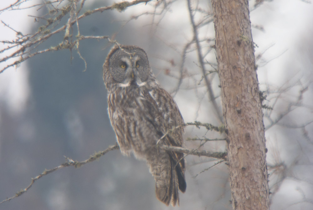 Great Gray Owl