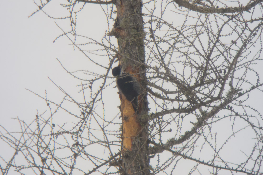 Black-backed Woodpecker