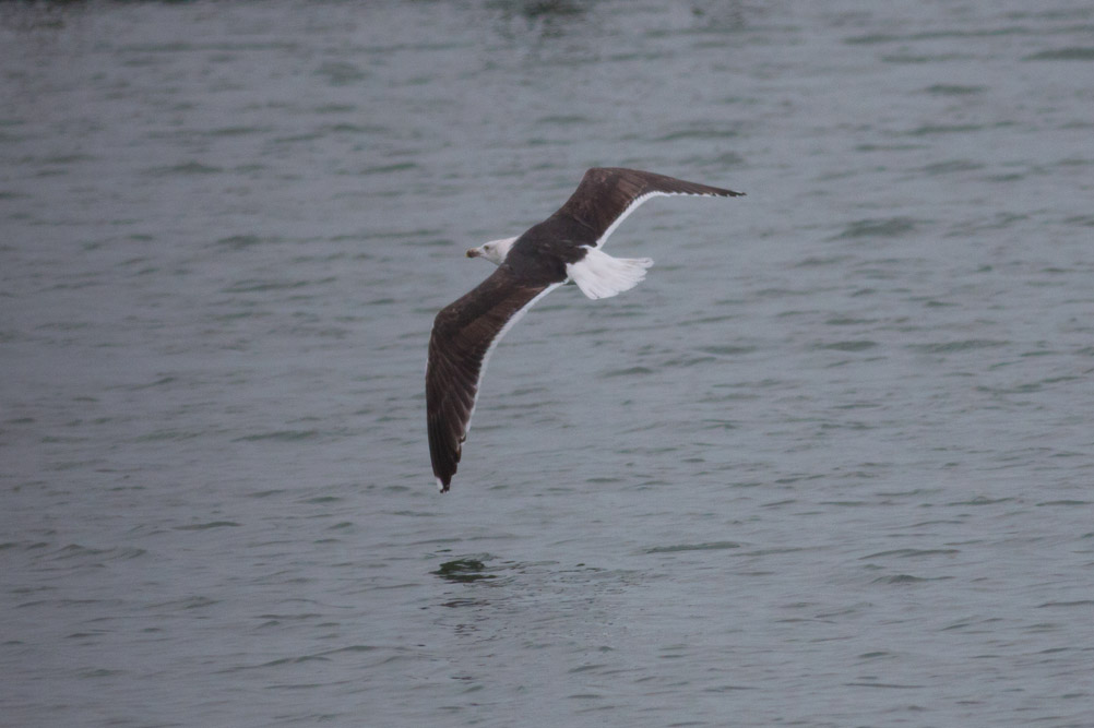 Great Black-backed Gull