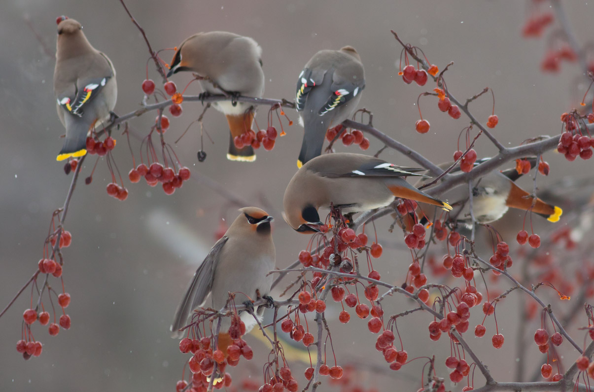 Bohemian Waxwings