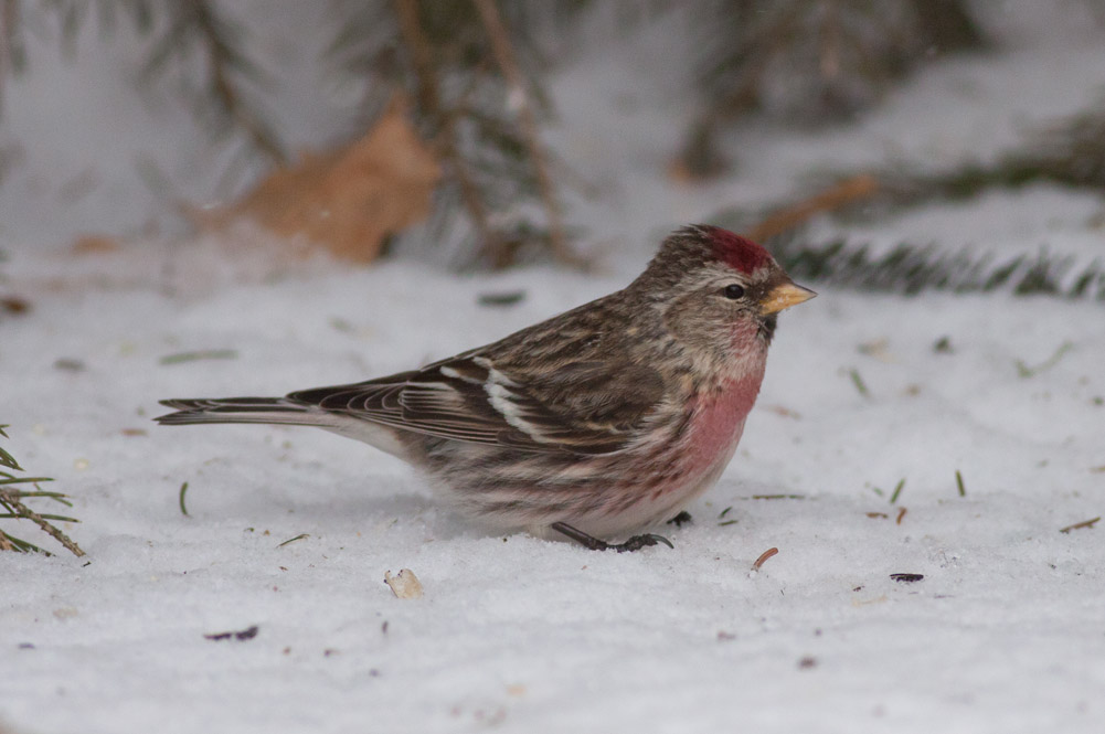 Common Redpoll