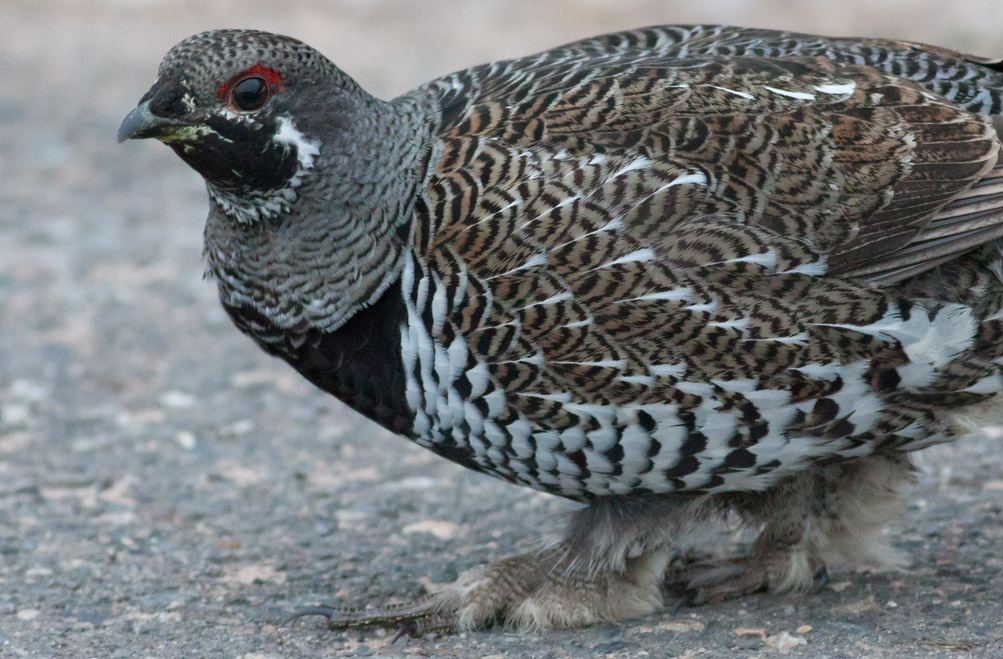 Spruce Grouse