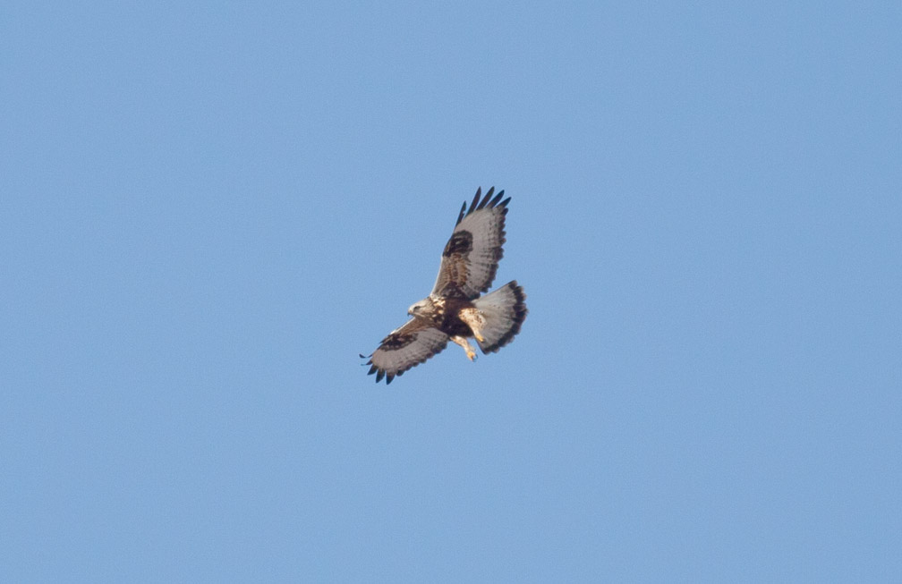 Rough-legged Hawk