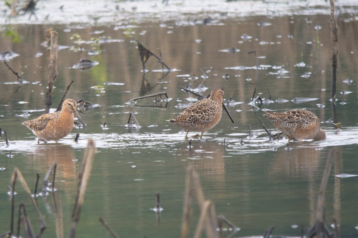 Short-billed & Long-billed (2) Dowitchers