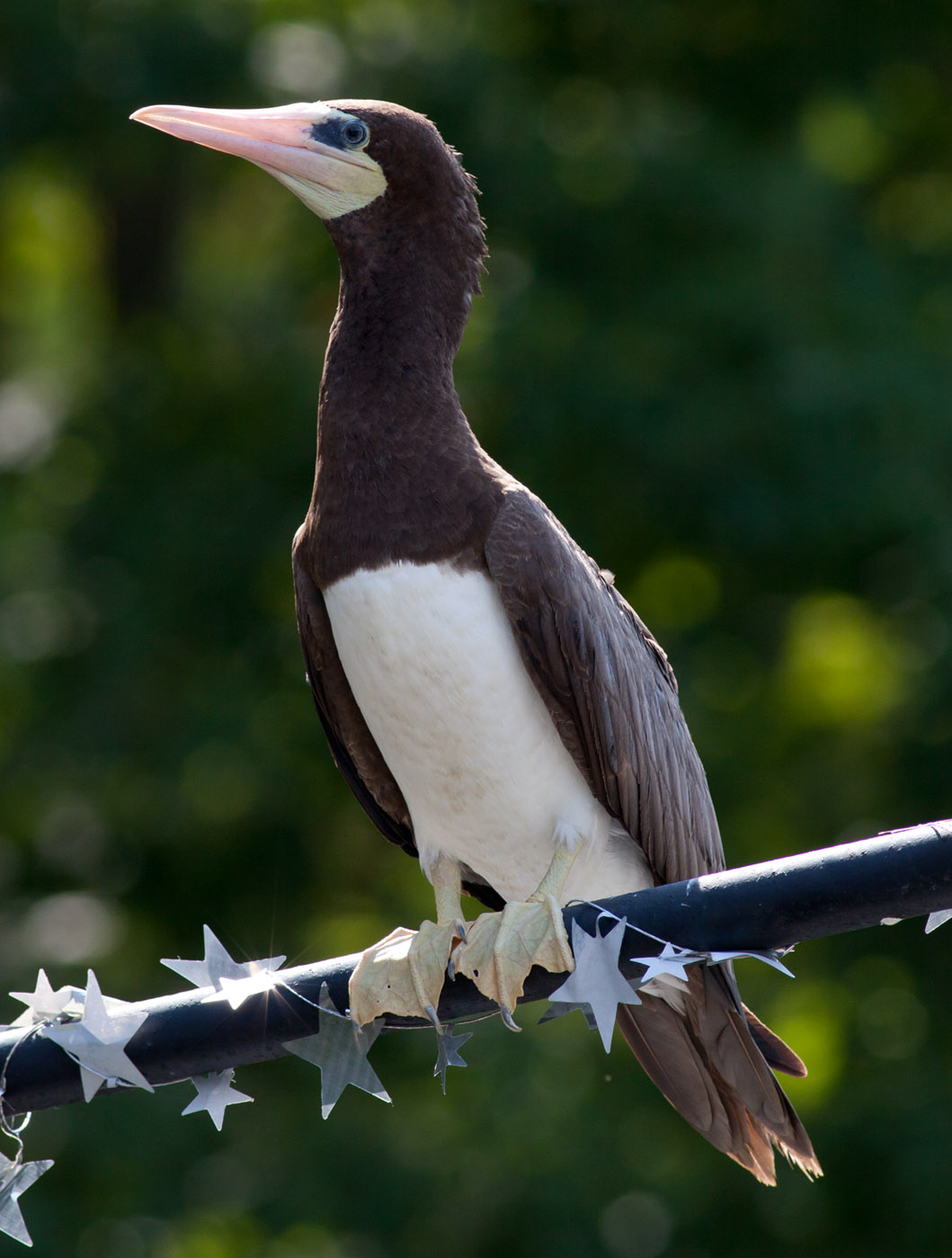 Brown Booby