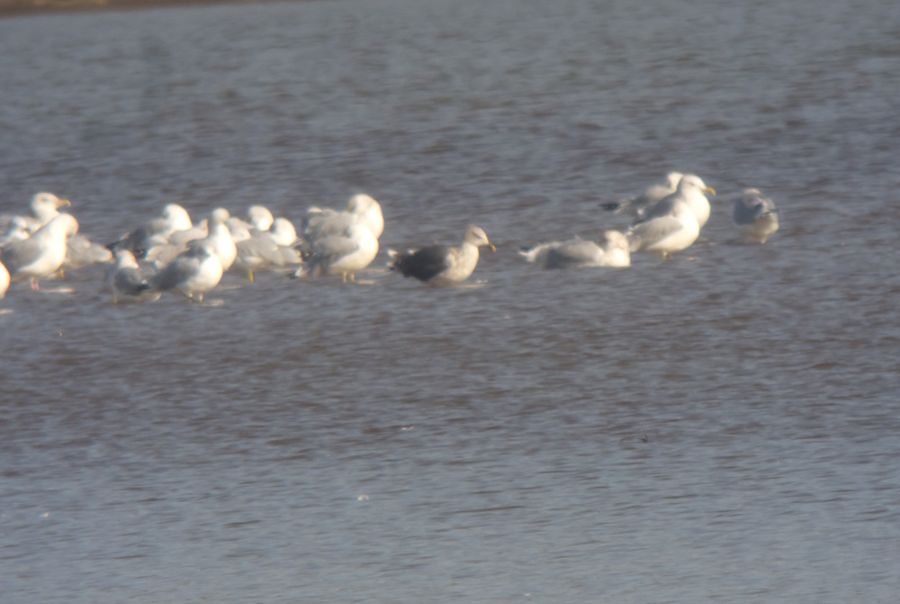 Lesser Black-backed Gull