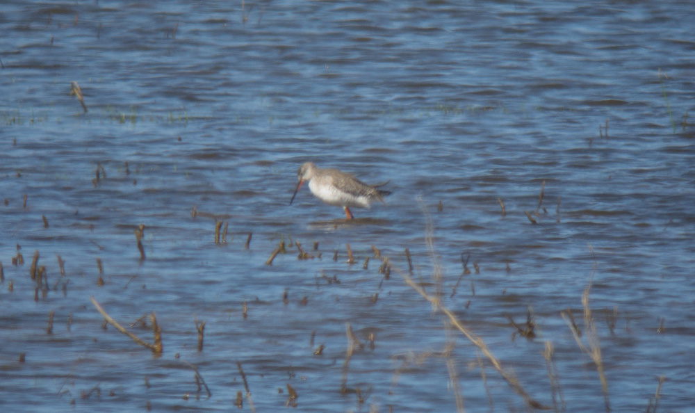 Spotted Redshank