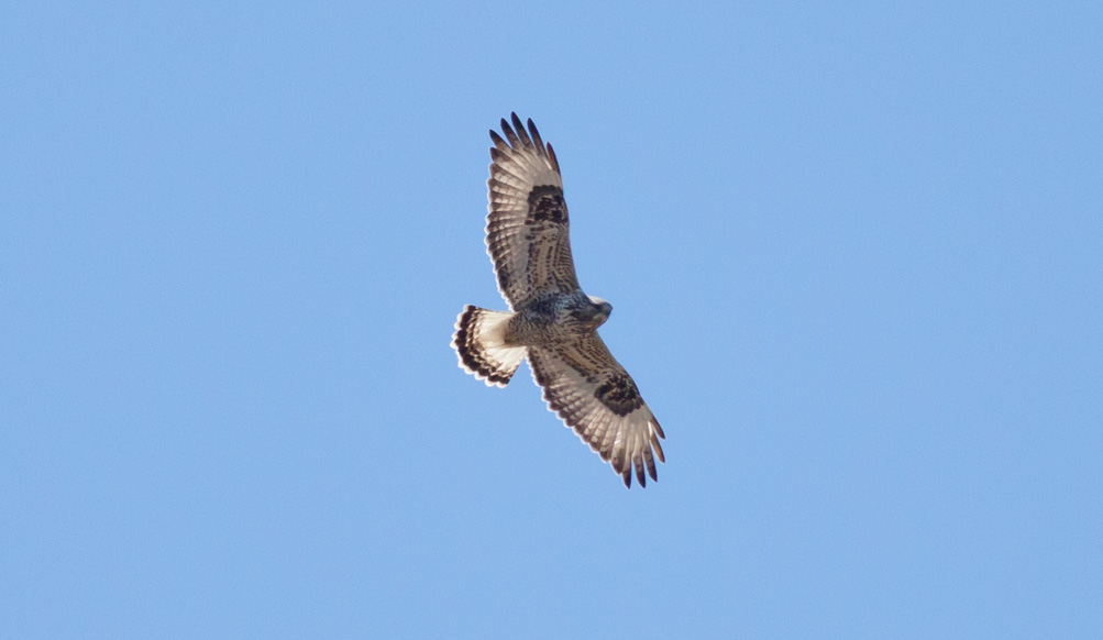 Rough-legged Hawk