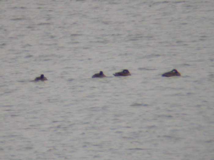 Scoters