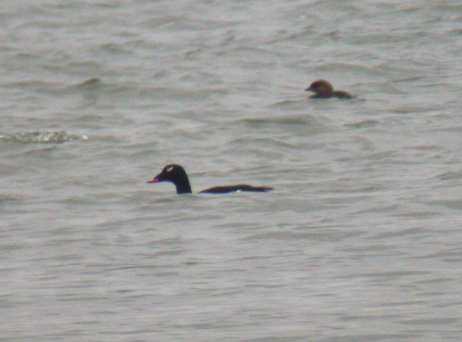 White-winged Scoter