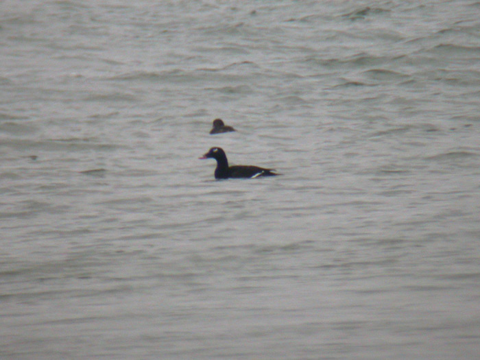 White-winged Scoter