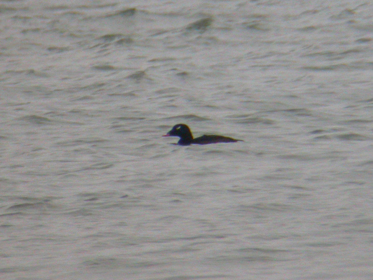 White-winged Scoter