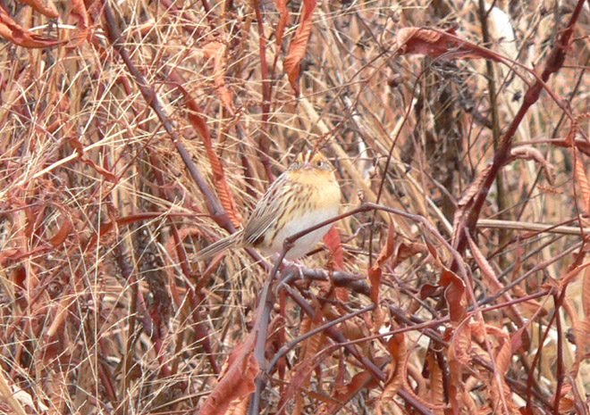LeContes Sparrow