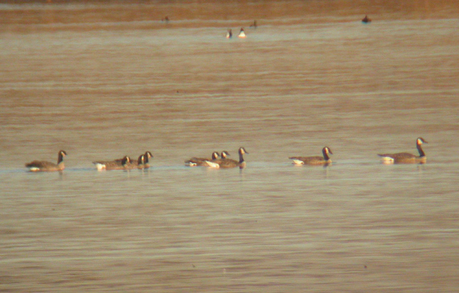Cackling Geese