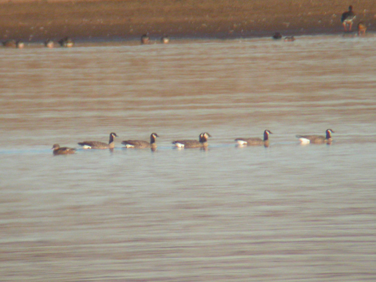 Cackling Geese