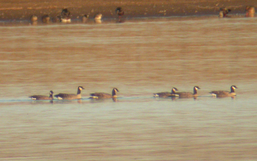 Cackling Geese