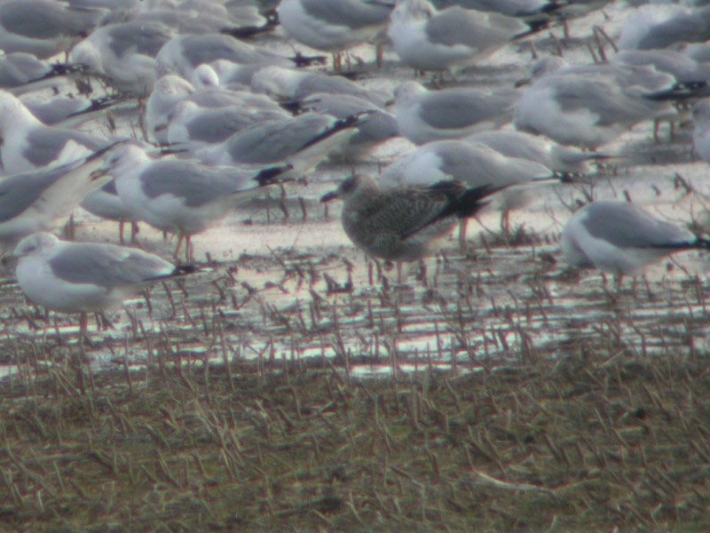 Lesser Black-backed Gull