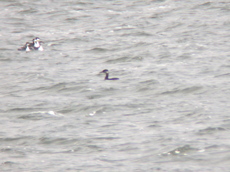 Red-necked Grebe