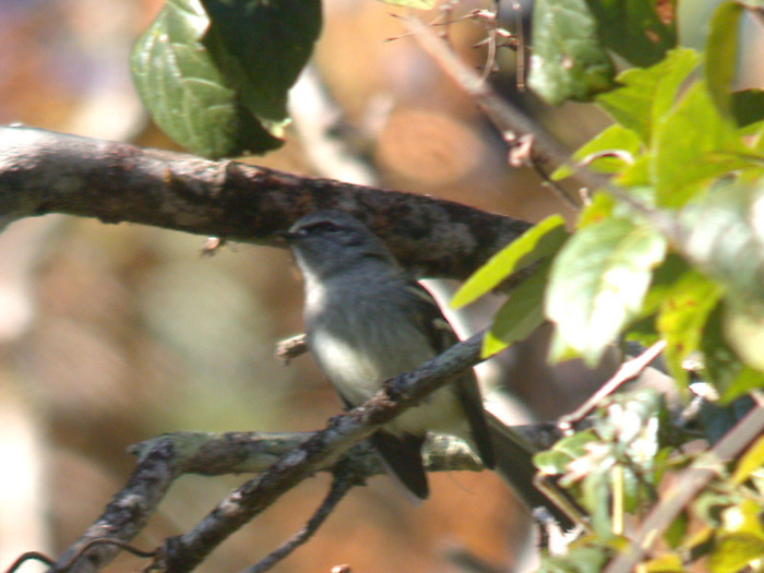 Black-fronted Tyrannulet