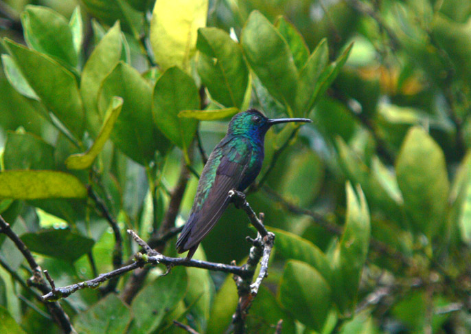 Black-throated Mango