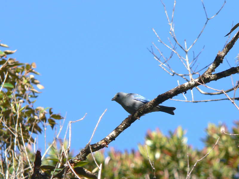 Blue-gray Tanager