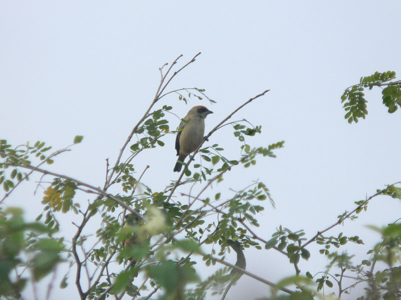 Burnished-buff Tanager