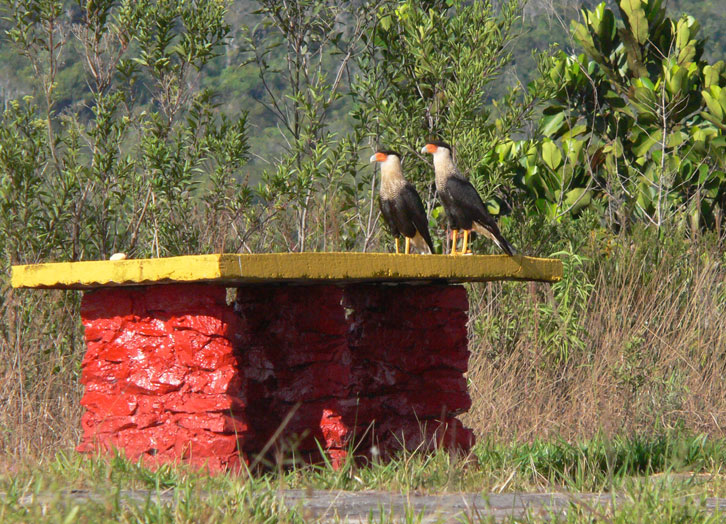 Northen Crested-Caracara