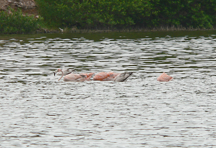 Greater Flamingo