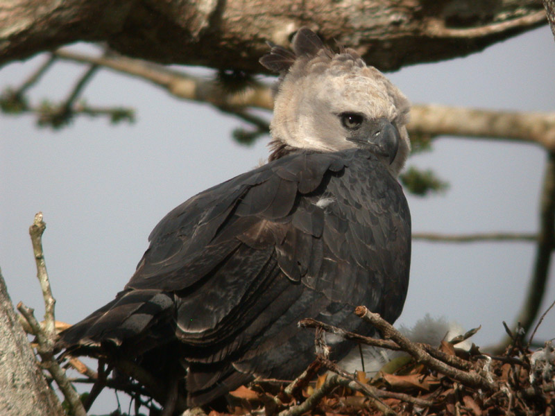 Harpy Eagle