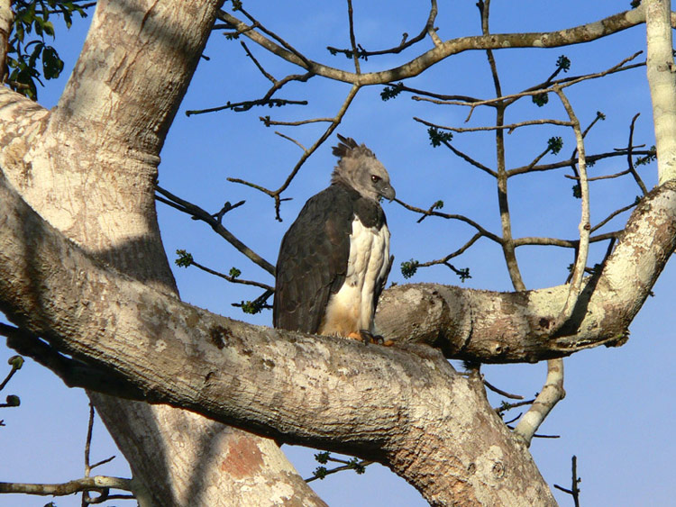 Harpy Eagle