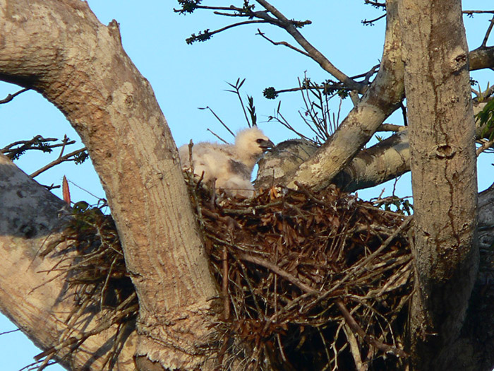 Harpy Eaglet