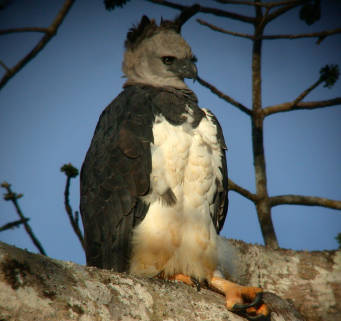Harpy Eagle