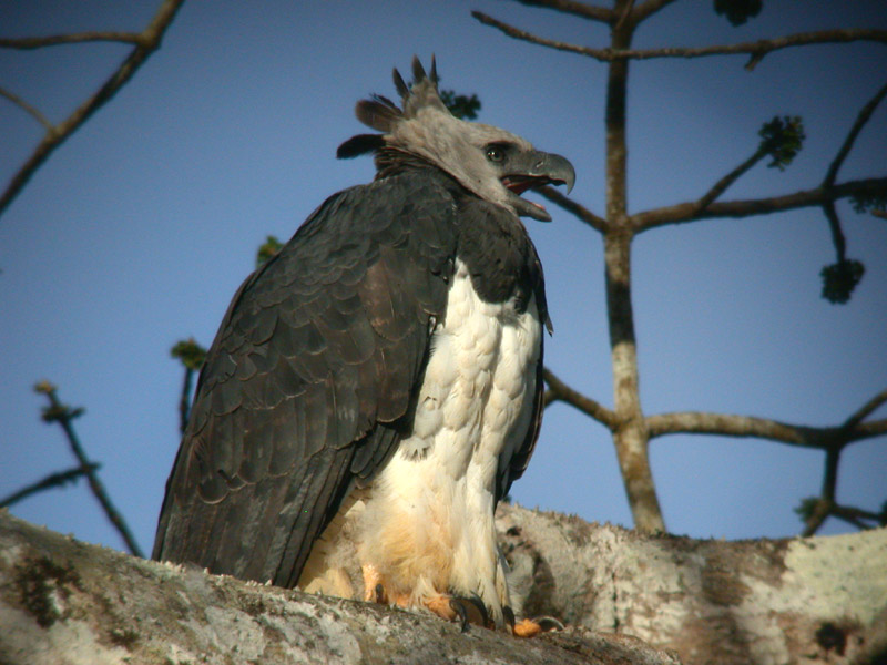 Harpy Eagle