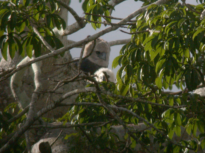 Harpy Eagle