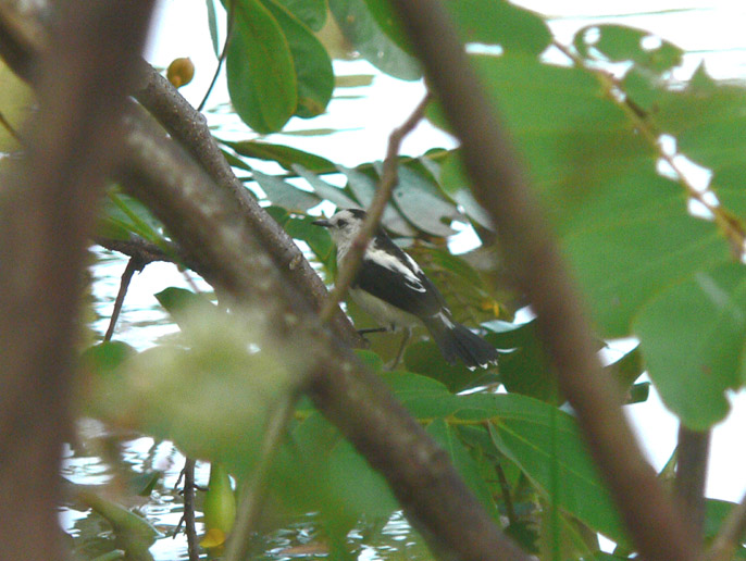 Pied Water-Tyrant