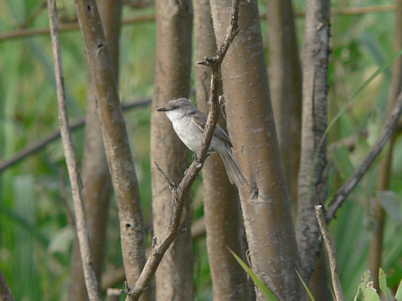 River Tyrannulet