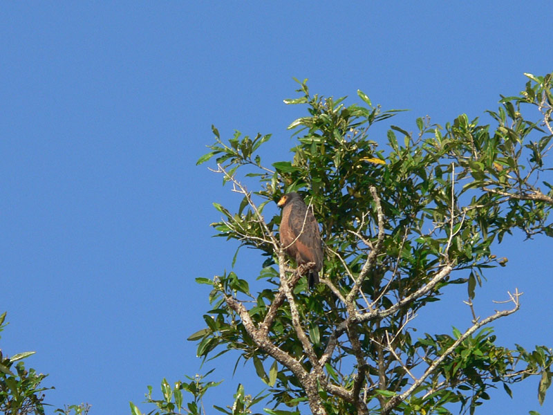 Rufous Crab-Hawk