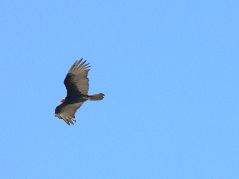 Turkey Vulture