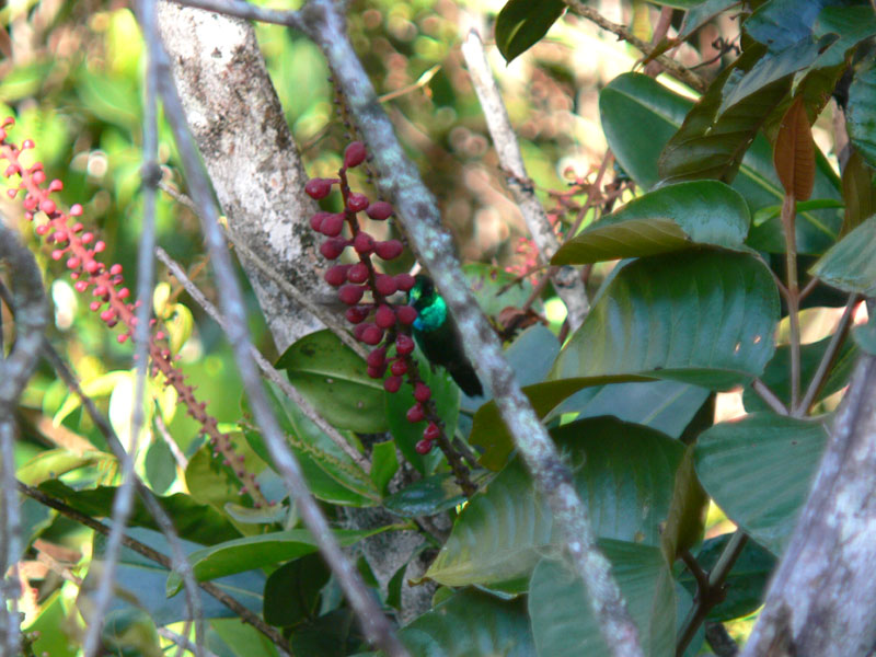 Velvet-browed Brilliant