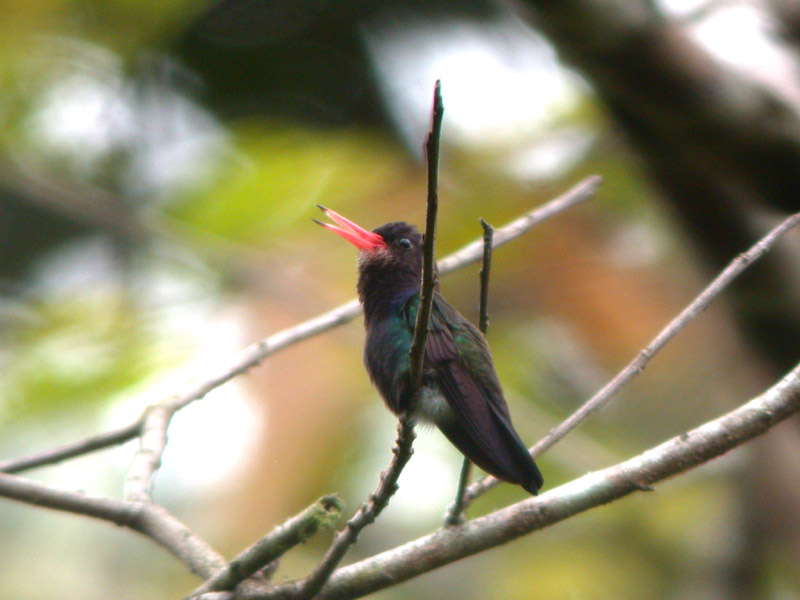 White-chinned Saphire