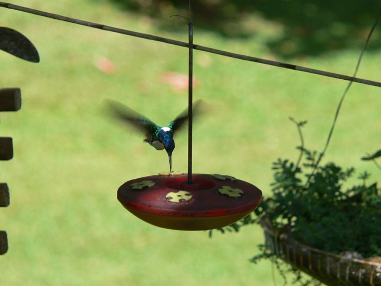 White-necked Jacobin
