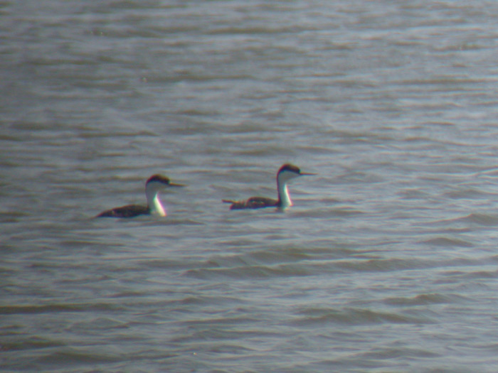 Western Grebes