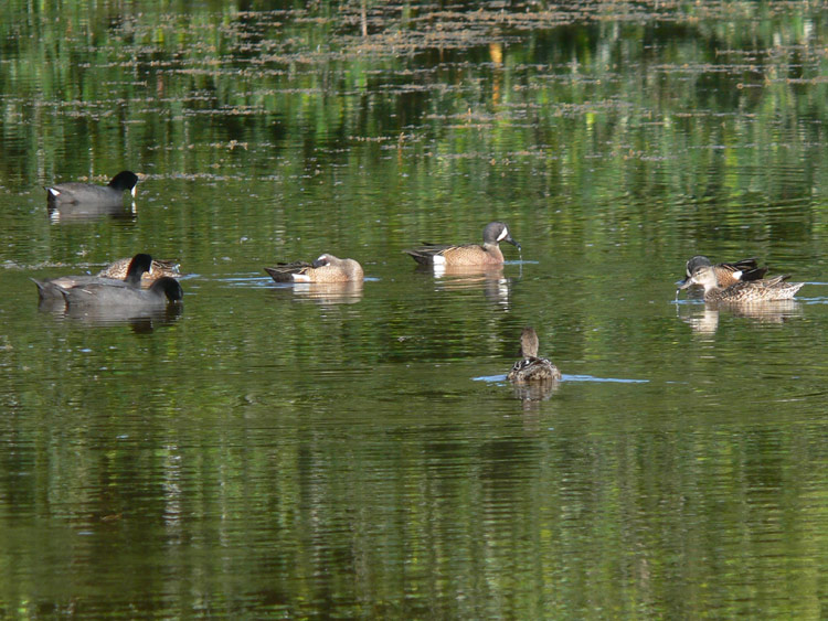 Blue-winged Teal